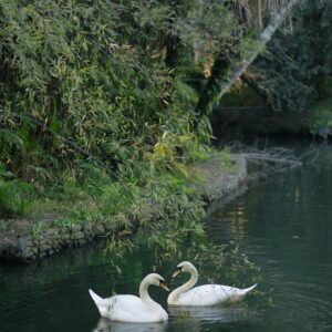 white swans on river