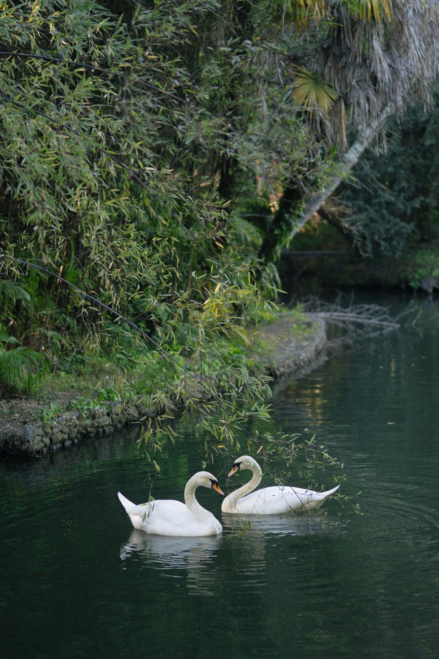 white swans on river